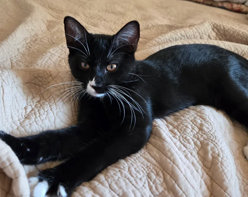 Whiskey Indoor Only thumbnail 4