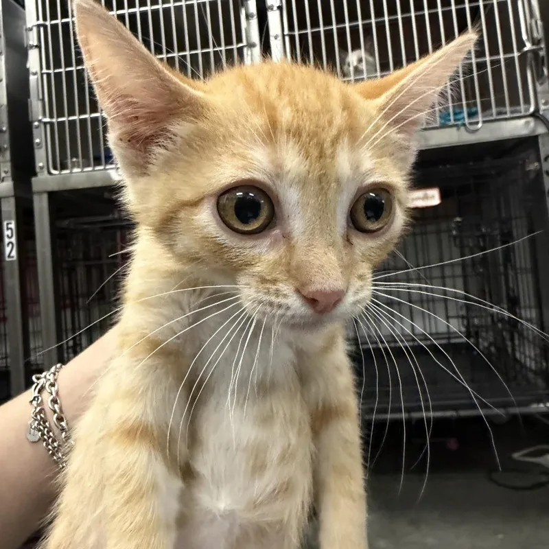 A baby small-sized male Orange / Red Domestic Short Hair cat named Pogo for adoption in Idaho Falls, ID