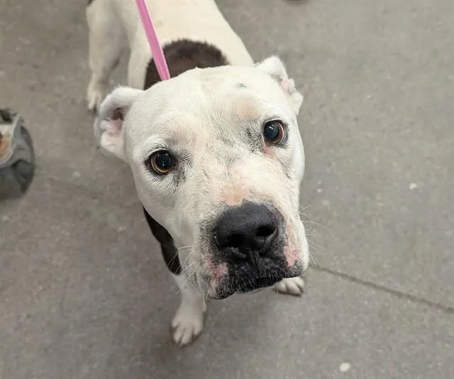 A young medium-sized male Pit Bull Terrier dog named Tater Tot for adoption in Tucson, AZ