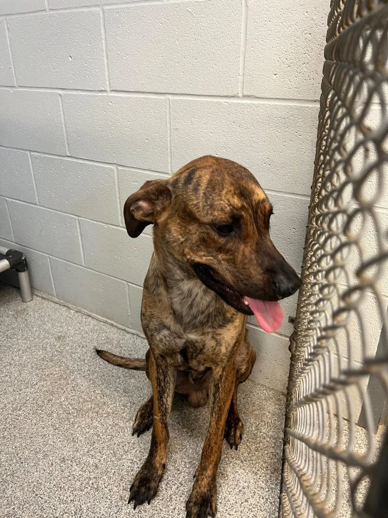 A young medium-sized male Boxer dog named Flash for adoption in Huntington, IN