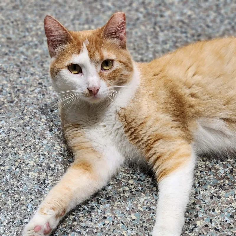 A young medium-sized female Orange & White Domestic Short Hair cat named Nutmeg for adoption in De Soto, IA