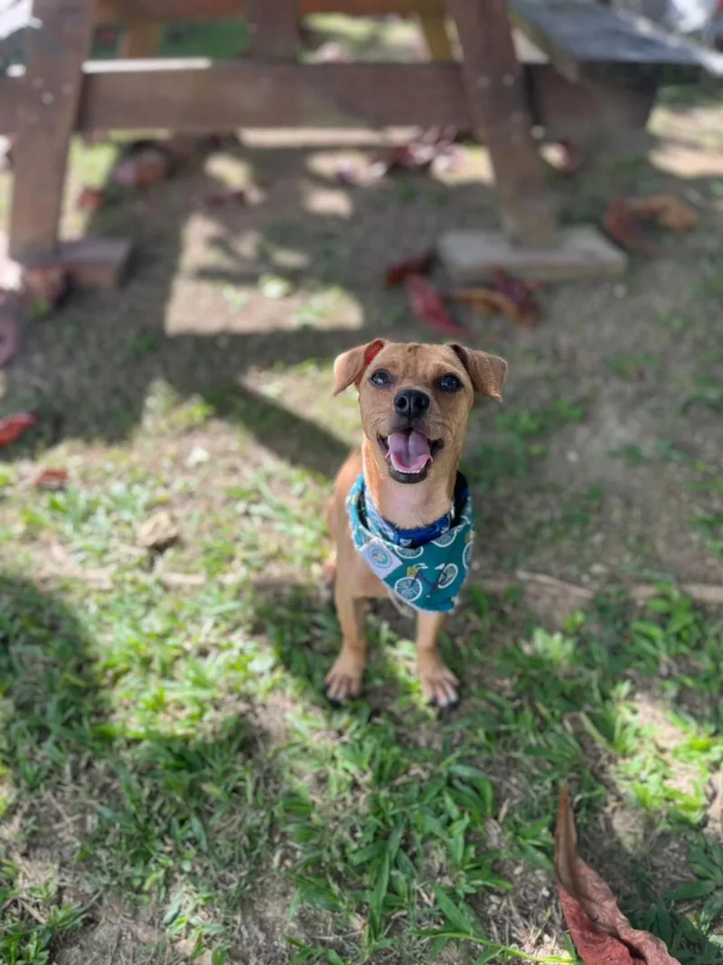 Caramelo thumbnail 2