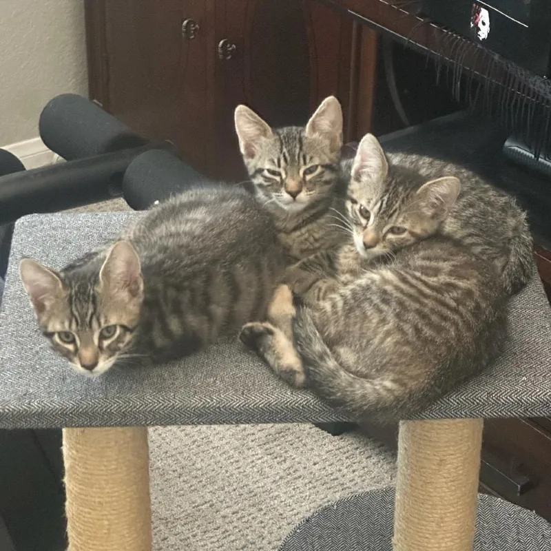 A baby small-sized female Brown / Chocolate Domestic Short Hair cat named Prudence for adoption in Escondido, CA