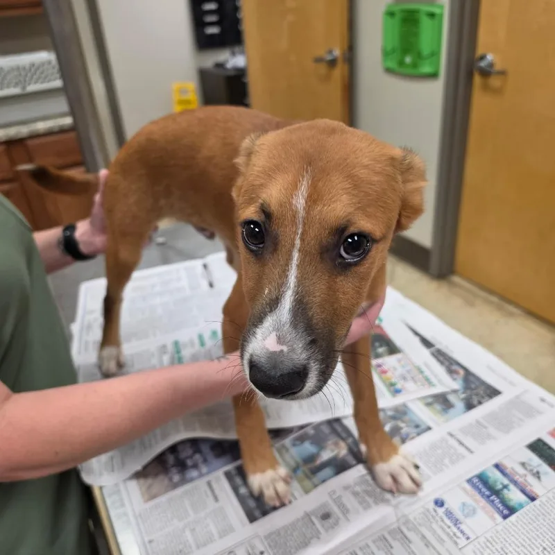 A baby small-sized male Yellow / Tan / Blond / Fawn Mountain Cur dog named Stitch U for adoption in Tupelo, MS