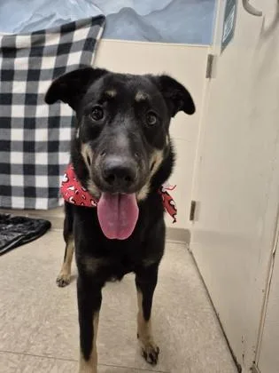A young medium-sized female Black Mixed Breed dog named Gracie for adoption in Hamilton, OH