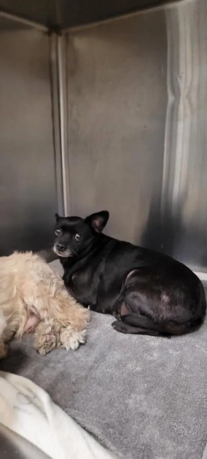 An adult small-sized female Chihuahua dog named Squirmy for adoption in Los Angeles, CA