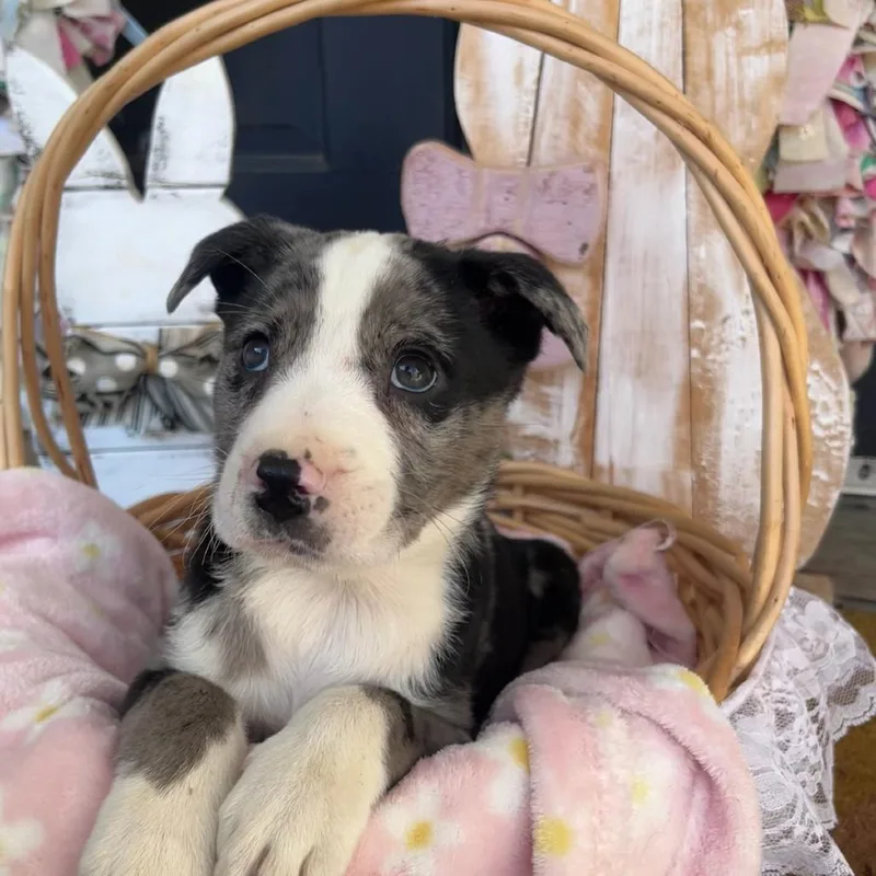 A baby medium-sized male Black Mixed Breed dog named Goofy for adoption in Huntsville, AL