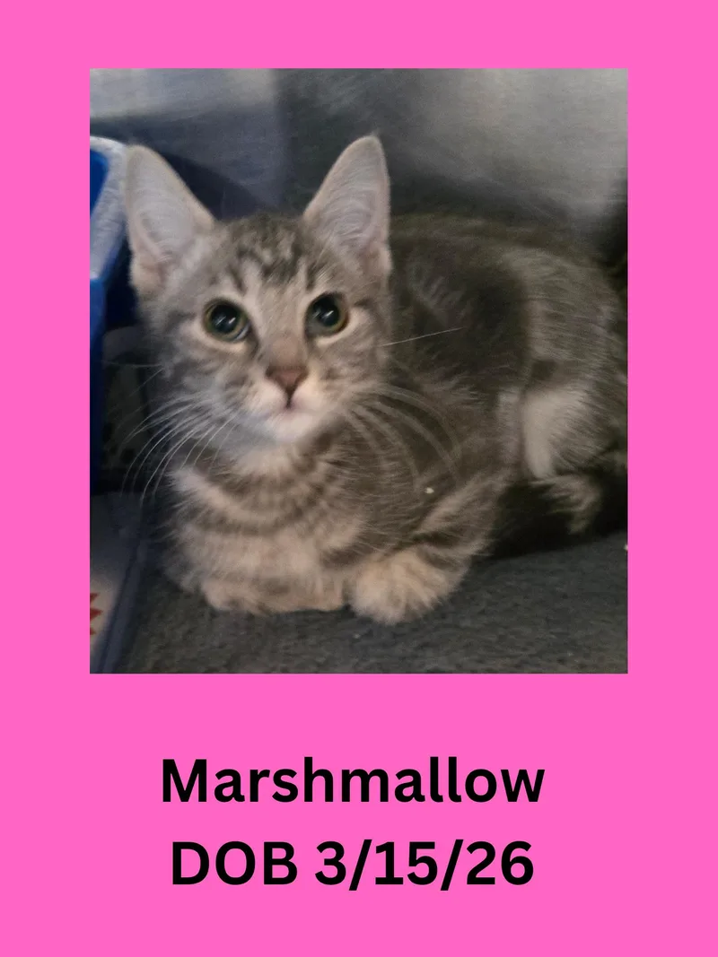 A baby small-sized female Tabby (Gray / Blue / Silver) Domestic Short Hair cat named Marshmallow for adoption in Ravenna, OH
