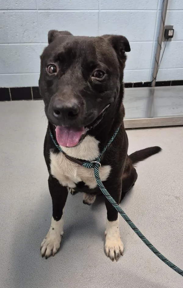 An adult large-sized male Labrador Retriever dog named Pen Brando for adoption in Lawrenceville, GA