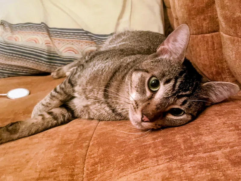 A young medium-sized male Tabby (Buff / Tan / Fawn) Domestic Short Hair cat named Pizza Party for adoption in Ridgewood, NY