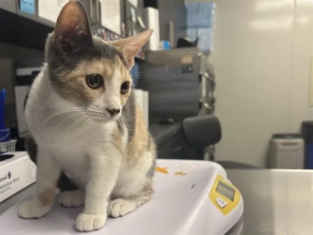 A baby small-sized female Domestic Short Hair cat named Bingo for adoption in Ontario, CA