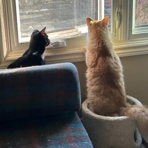 A young medium-sized male Tabby (Orange / Red) Domestic Medium Hair cat named Crue & Carlton for adoption in Hudsonville, MI