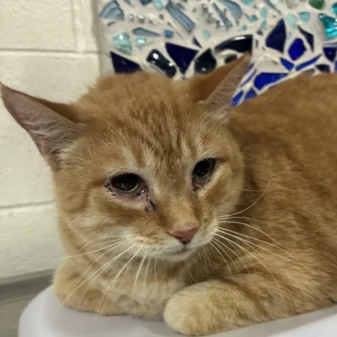 An adult extra large-sized male Domestic Short Hair cat named Sandy for adoption in Pensacola, FL