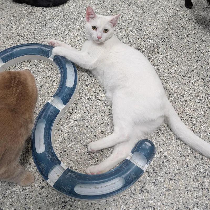 Johnny Angel  Bonded