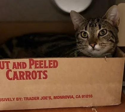 An adult medium-sized male Domestic Short Hair cat named Smitty for adoption in Washington, DC