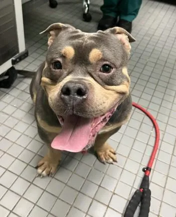 An adult medium-sized male American Staffordshire Terrier dog named Porkchop for adoption in Killeen, TX
