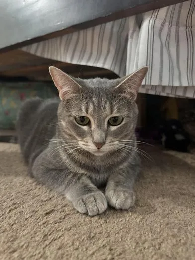A young medium-sized female Tabby (Gray / Blue / Silver) Tabby cat named Amelia for adoption in Liverpool, TX
