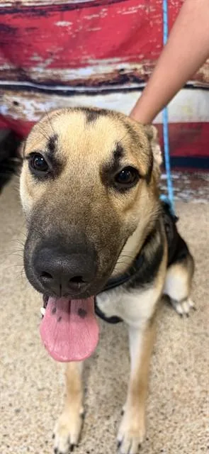 A young large-sized male German Shepherd Dog dog named Waldo for adoption in Miami, FL