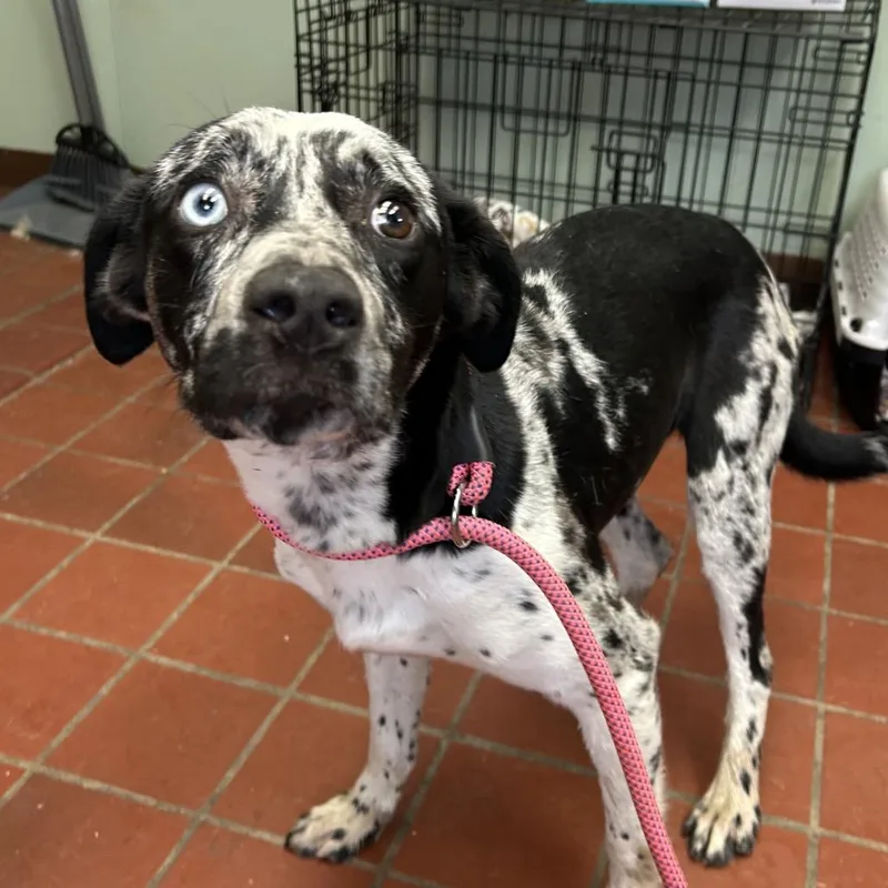 A young medium-sized female Black Boxer dog named LoveBug for adoption in West Point, MS