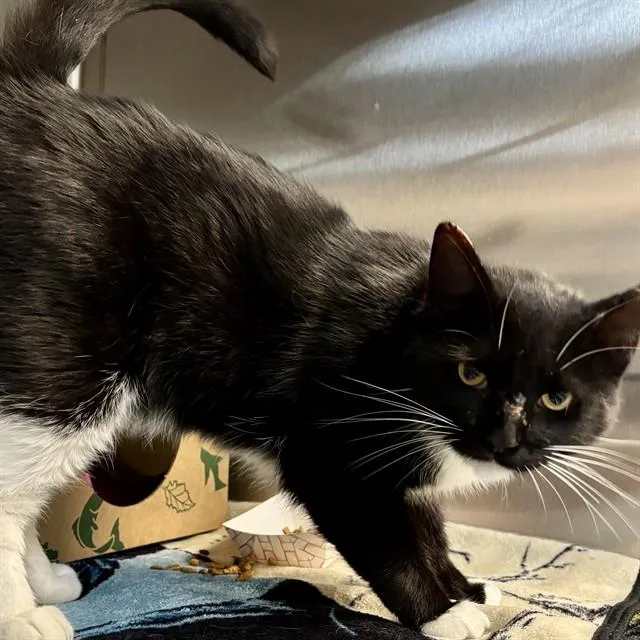 A young small-sized male Domestic Short Hair cat named Affogato for adoption in St. Louis, MO