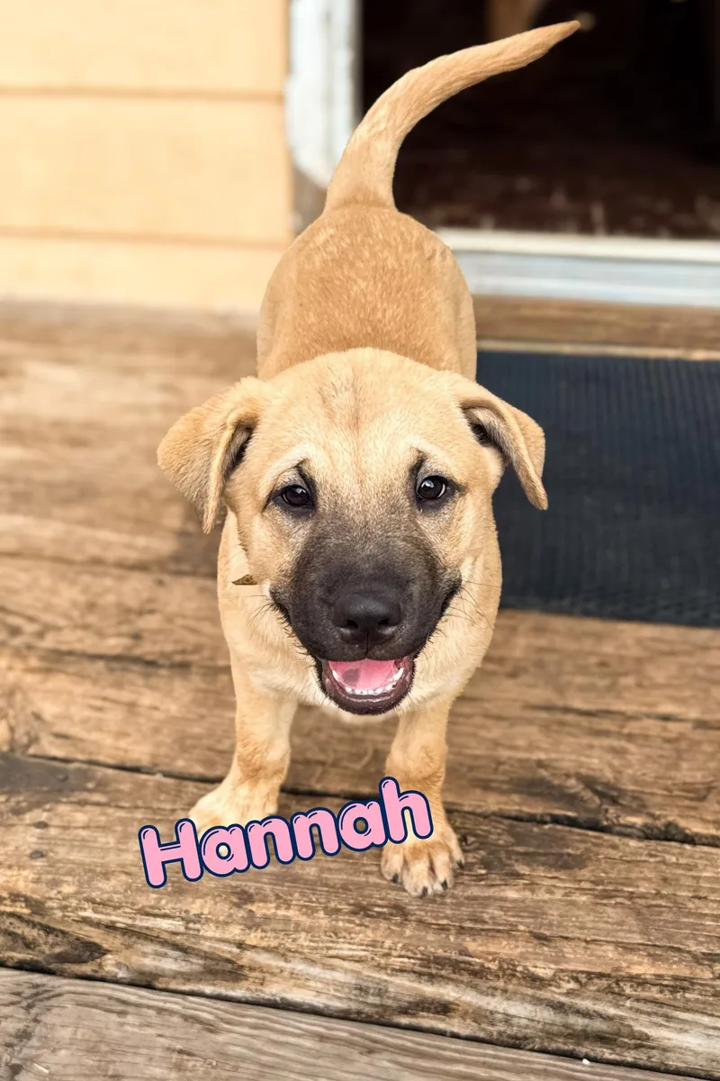 A baby large-sized female Apricot / Beige Shar-Pei dog named Hannah for adoption in Branson, MO