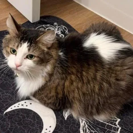 Honey Buns C thumbnail 2