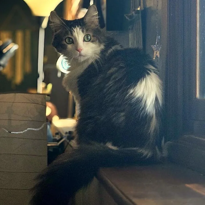 Honey Buns C thumbnail 3