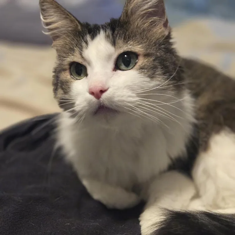 Honey Buns C thumbnail 4