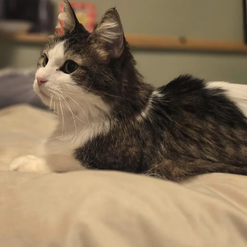 Honey Buns C thumbnail 5