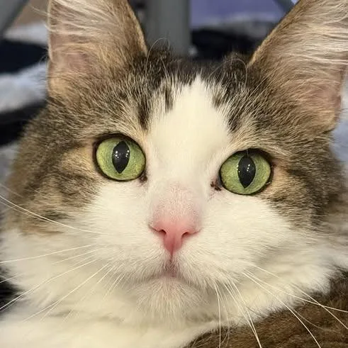 Honey Buns C thumbnail 6