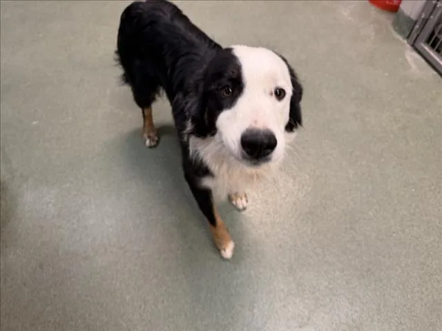 A young medium-sized male Mixed Breed dog named A for adoption in Santa Fe, NM
