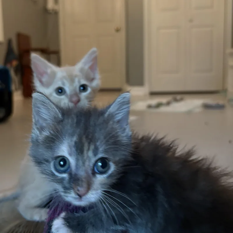 A baby small-sized female Blue Cream Dilute Tortoiseshell cat named Rat for adoption in Hickory, NC