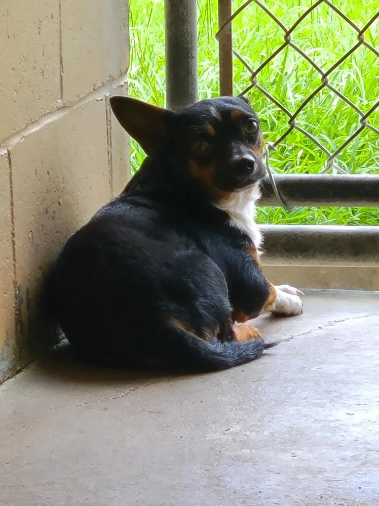 A young medium-sized male Chihuahua dog named Chupa for adoption in Swainsboro, GA