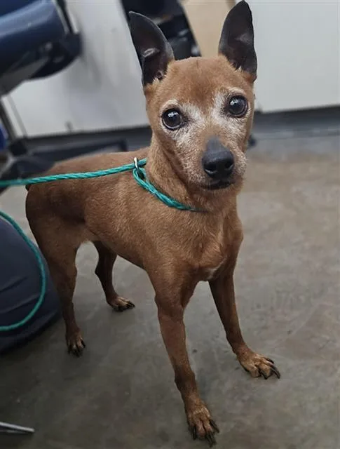 An adult small-sized female Mixed Breed dog named Mimi for adoption in Dallas, TX