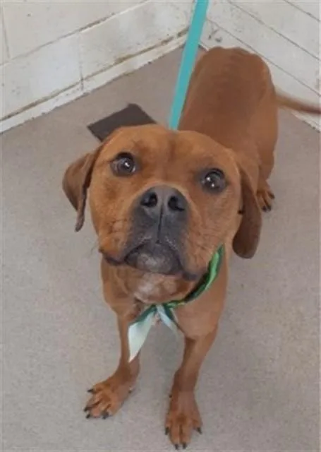 A young large-sized male Pit Bull Terrier dog named Ace for adoption in San Bernardino, CA