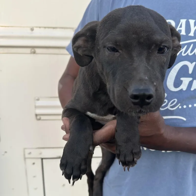 A baby medium-sized male Black Labrador Retriever dog named Aslan  Local November for adoption in Brookshire, TX