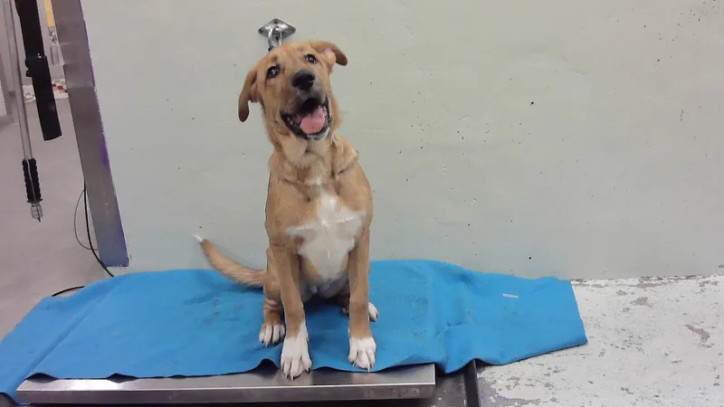 A baby small-sized female Labrador Retriever dog named Rose for adoption in Houston, TX