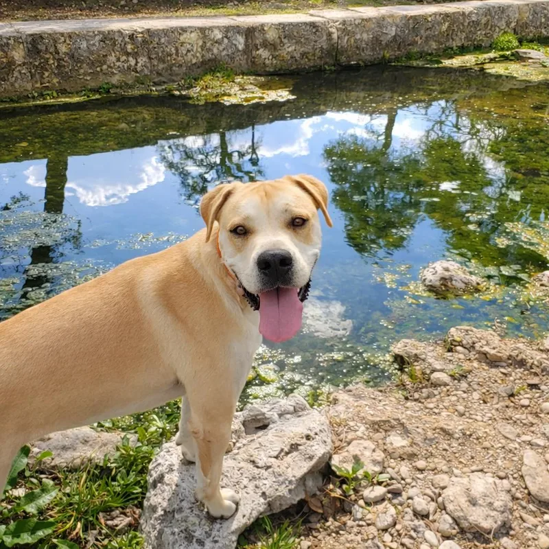 A young large-sized male Yellow / Tan / Blond / Fawn Great Dane dog named Breaker for adoption in Seguin, TX