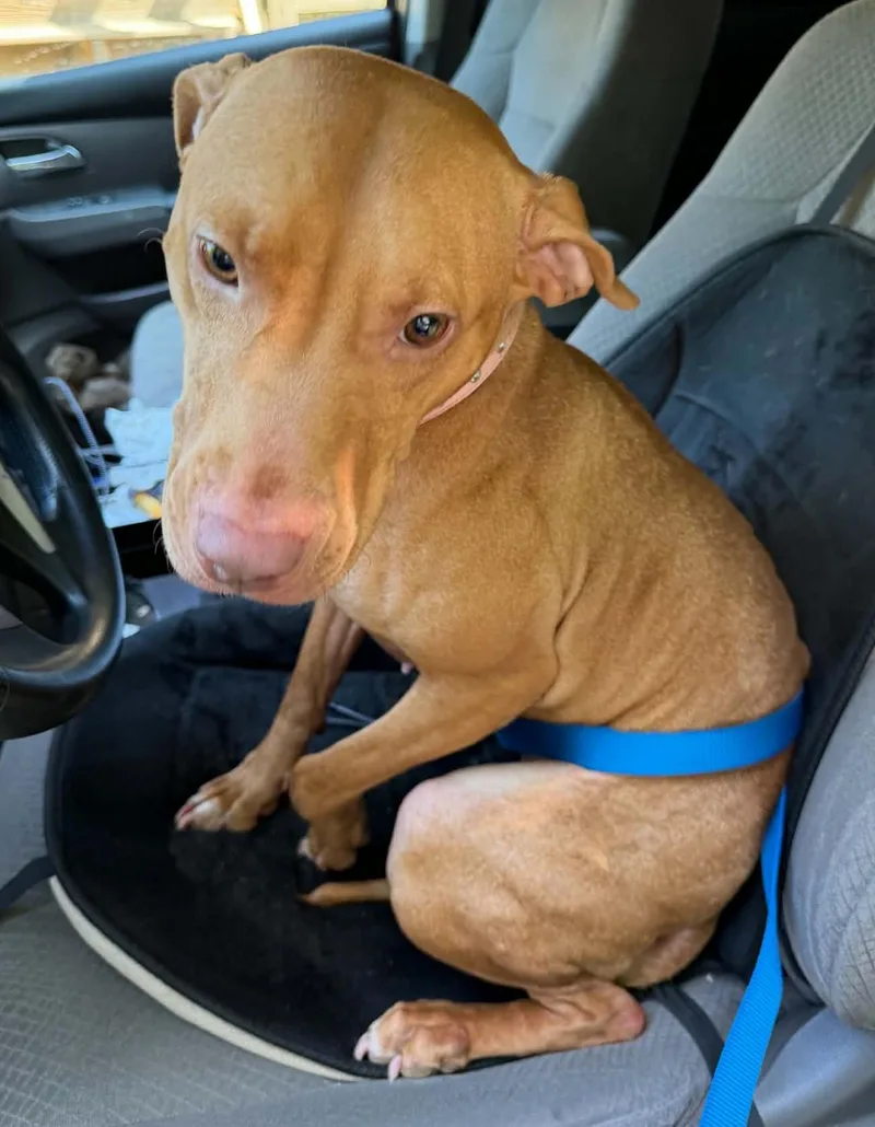 A young medium-sized female Red / Chestnut / Orange Vizsla dog named Little Red for adoption in Jamaica Plain, MA
