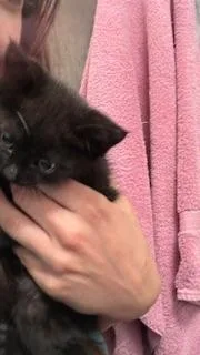 Elle