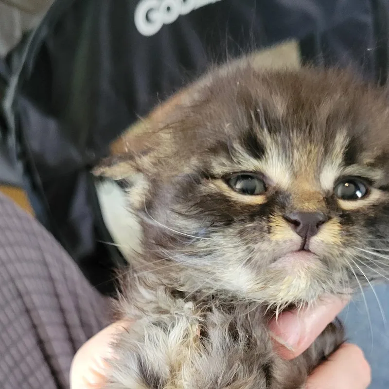 A baby small-sized male Brown / Chocolate Domestic Short Hair cat named Chirp for adoption in Milan, IL