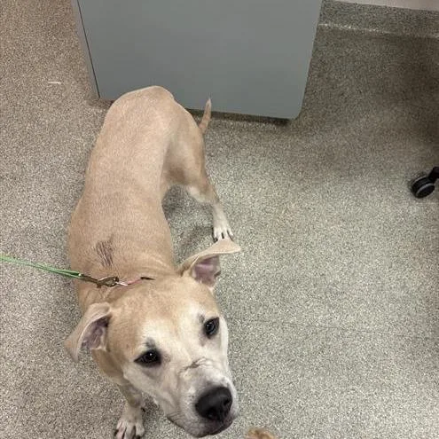 An adult large-sized female Yellow / Tan / Blond / Fawn Mixed Breed dog named Buns for adoption in Jacksonville, FL