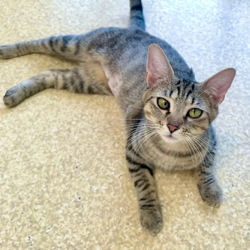An adult medium-sized female Brown / Chocolate Domestic Short Hair cat named Kat for adoption in Deerfield, IL