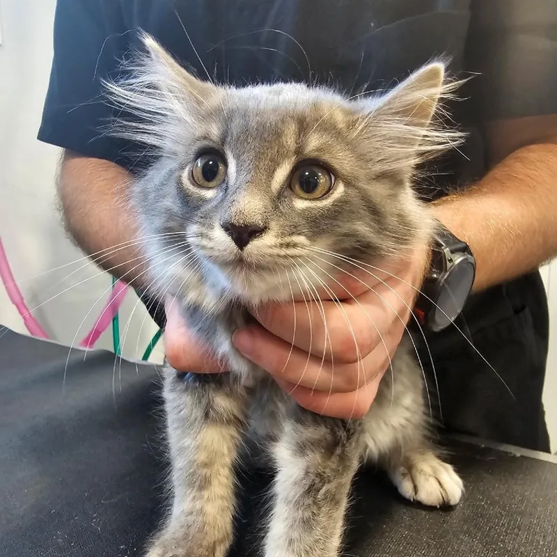 A baby small-sized female Domestic Medium Hair cat named April O'Neil for adoption in Danbury, CT