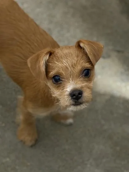 A baby small-sized female Cairn Terrier dog named Lucy for adoption in Sacramento, CA