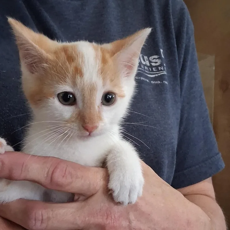 A baby small-sized male White Domestic Short Hair cat named Butterscotch for adoption in San Antonio, TX