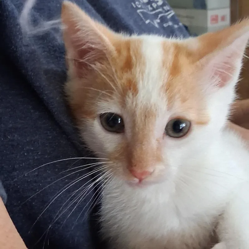 Butterscotch thumbnail 2