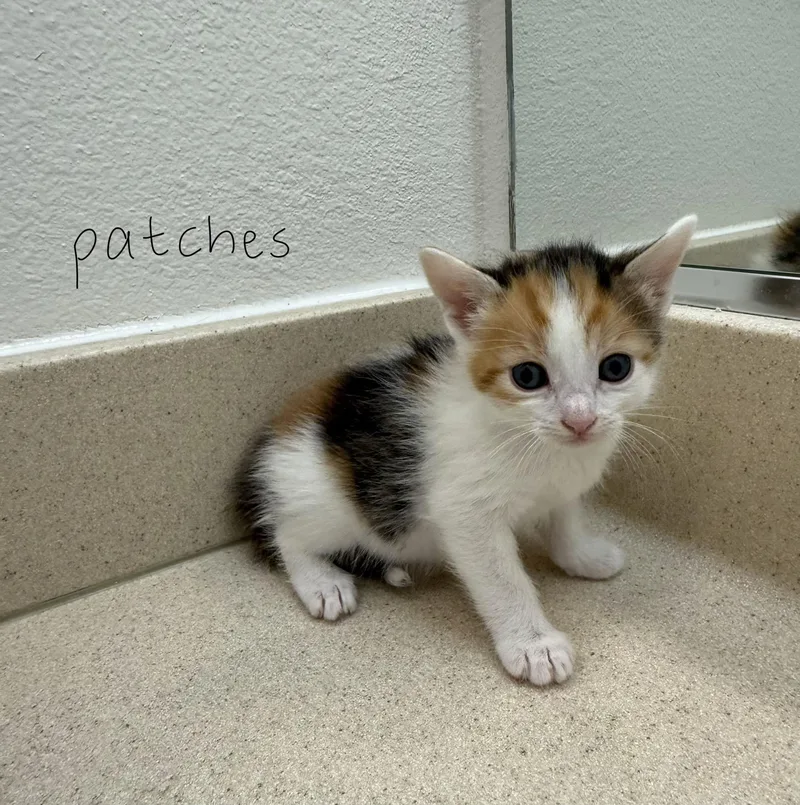 A baby small-sized female Domestic Short Hair cat named Patches for adoption in Long Beach, CA