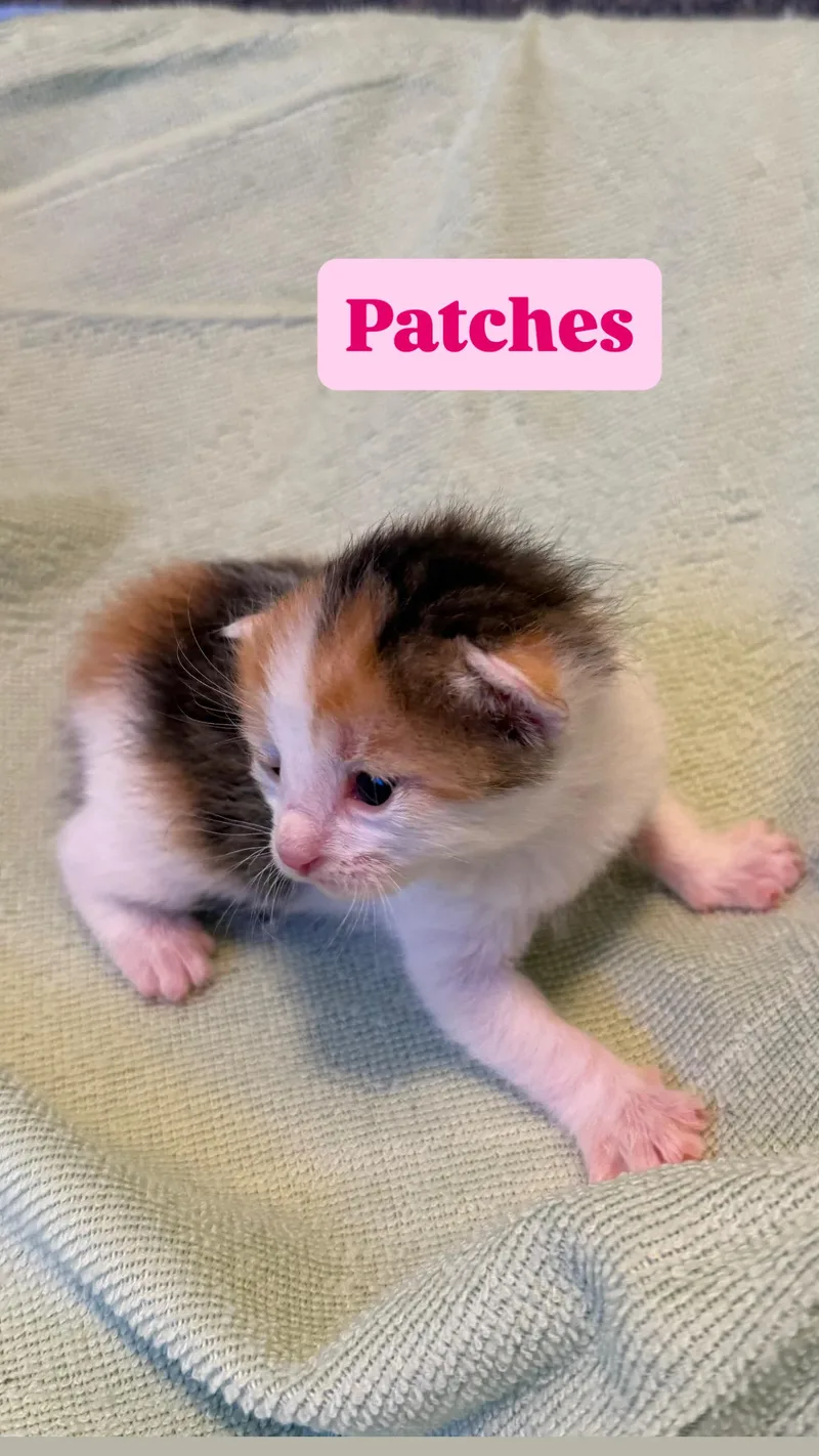 Patches thumbnail 2