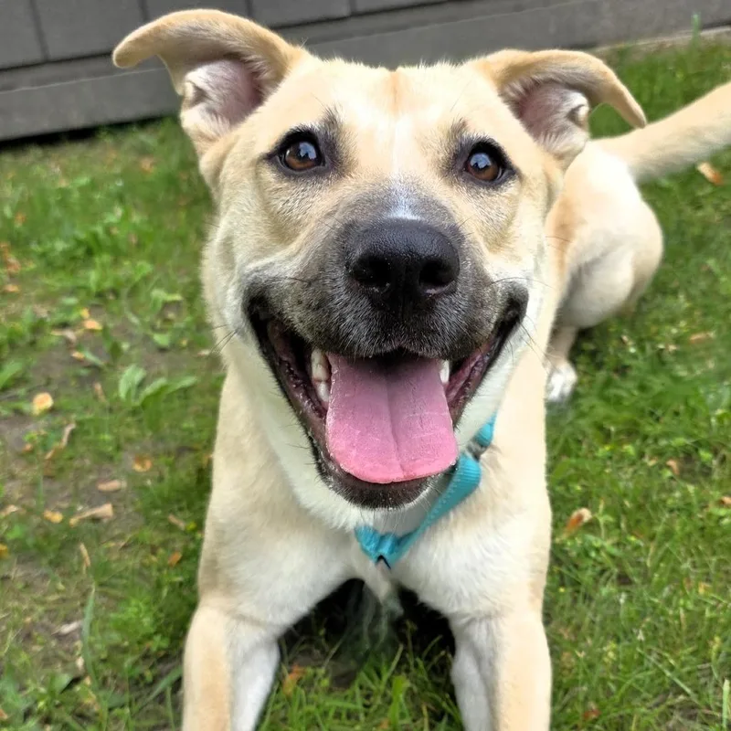 An adult medium-sized male Yellow / Tan / Blond / Fawn Shepherd dog named Lucky for adoption in Michigan City, IN